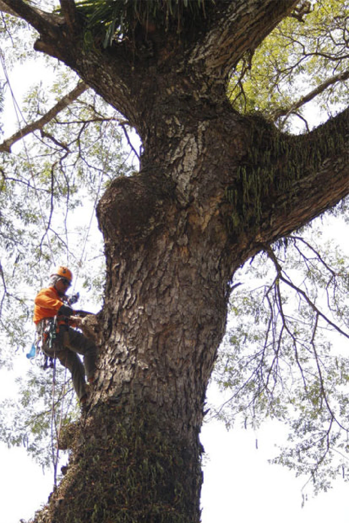 คุณหมอต้นไม้ งานอนุรักษ์บนที่สูง
