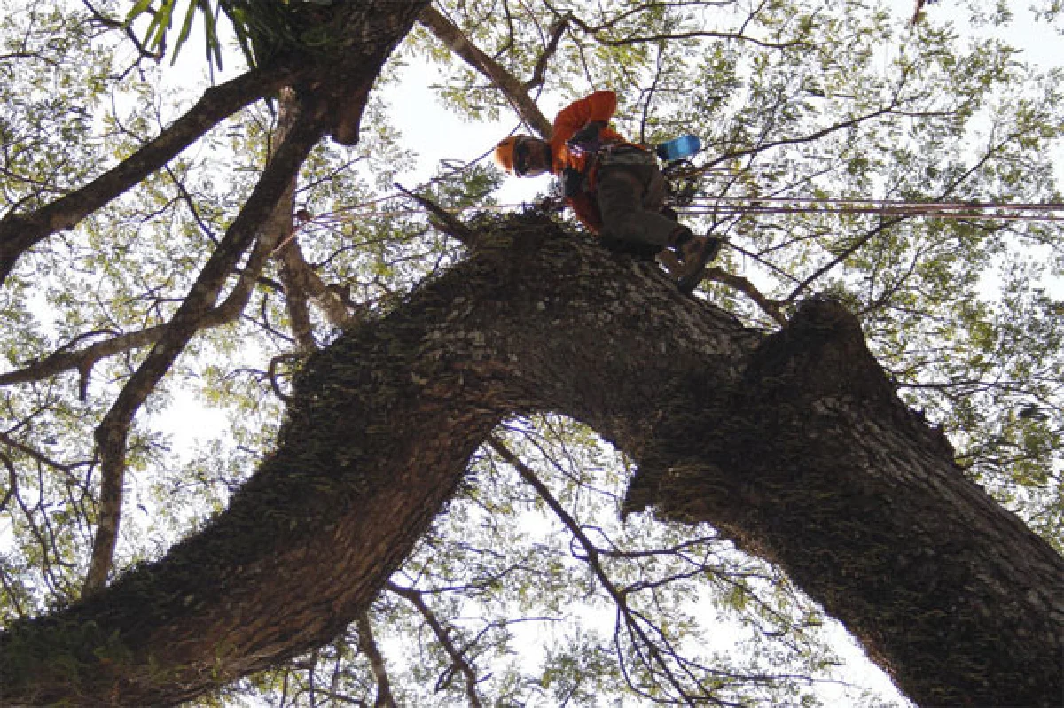 คุณหมอต้นไม้ งานอนุรักษ์บนที่สูง