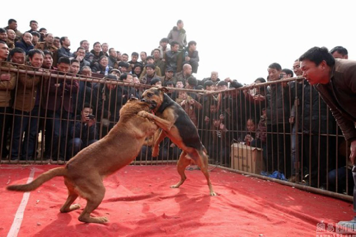 เน็ตจีนประณาม!ประเพณีจับหมามากัดกันจนตาย