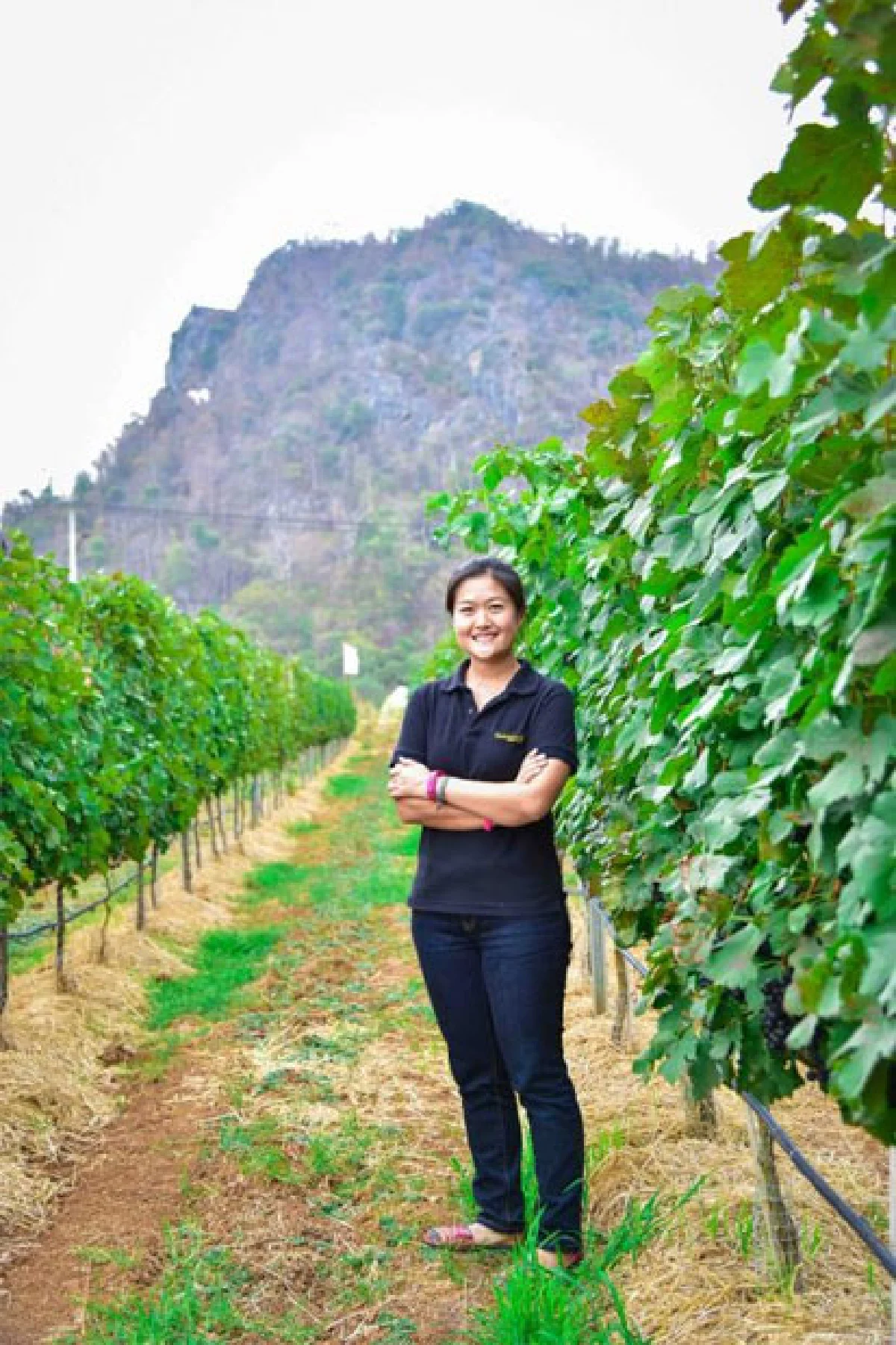 ชีวิตในไร่องุ่นและไวเนอรี่