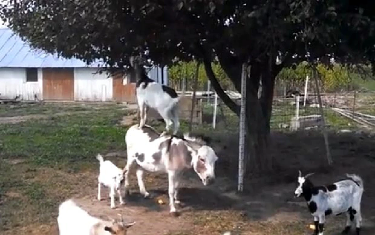 15ภาพแปลกตา!สัตว์โลกเกาะหลังเพื่อนต่างเผ่าพันธุ์ (ชมภาพ)