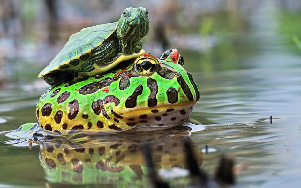 15ภาพแปลกตา!สัตว์โลกเกาะหลังเพื่อนต่างเผ่าพันธุ์ (ชมภาพ)