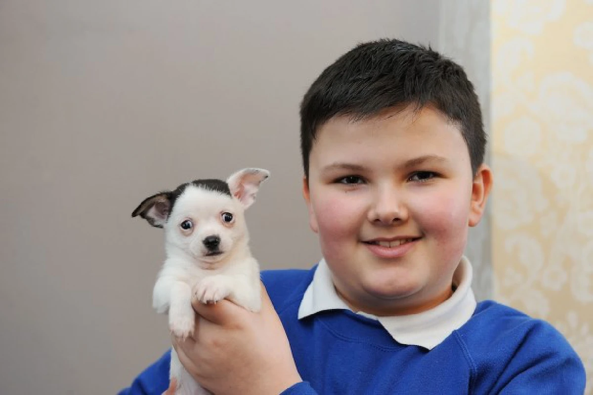 ชาวเน็ตฮือฮา!เจอหมาหน้าคล้าย'ฮิตเลอร์'