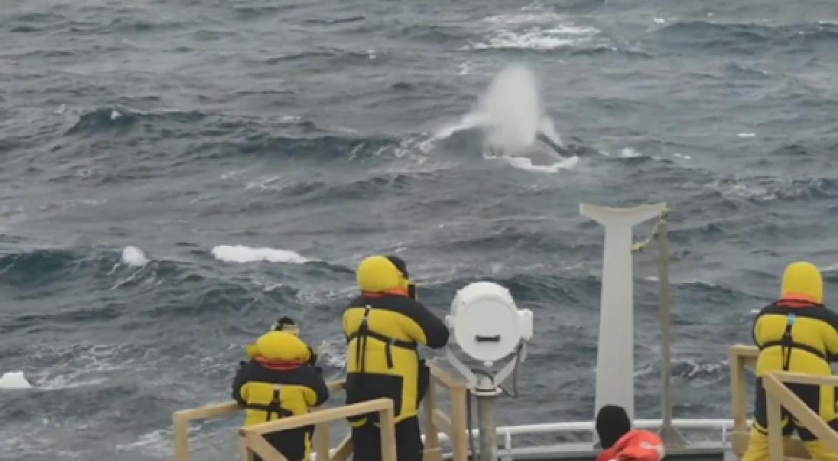 Blue whale "concert" off Antarctica