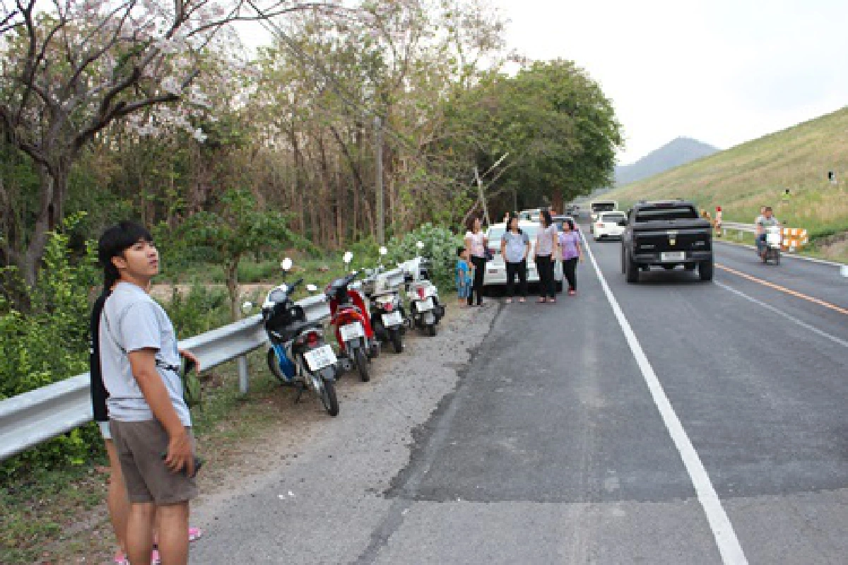 นักท่องเที่ยวแห่ชมทิวดอกตะแบกริมอ่างเก็บน้ำบางพระ