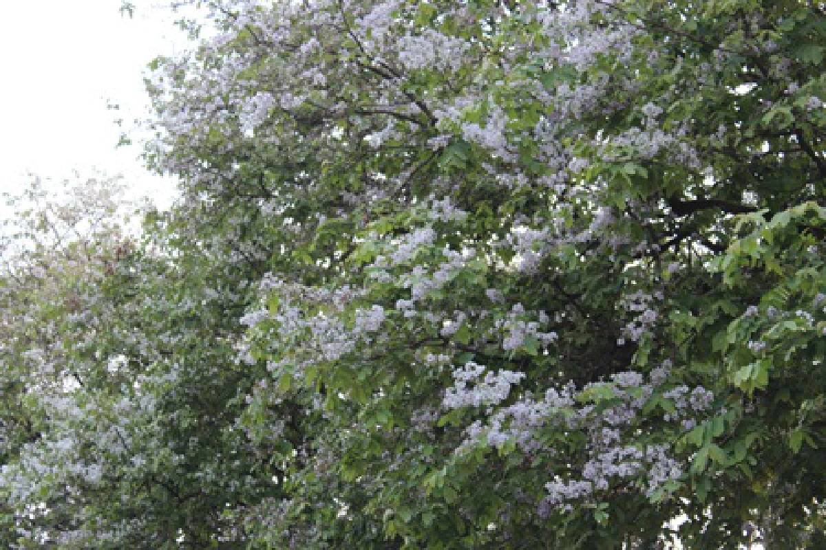 นักท่องเที่ยวแห่ชมทิวดอกตะแบกริมอ่างเก็บน้ำบางพระ