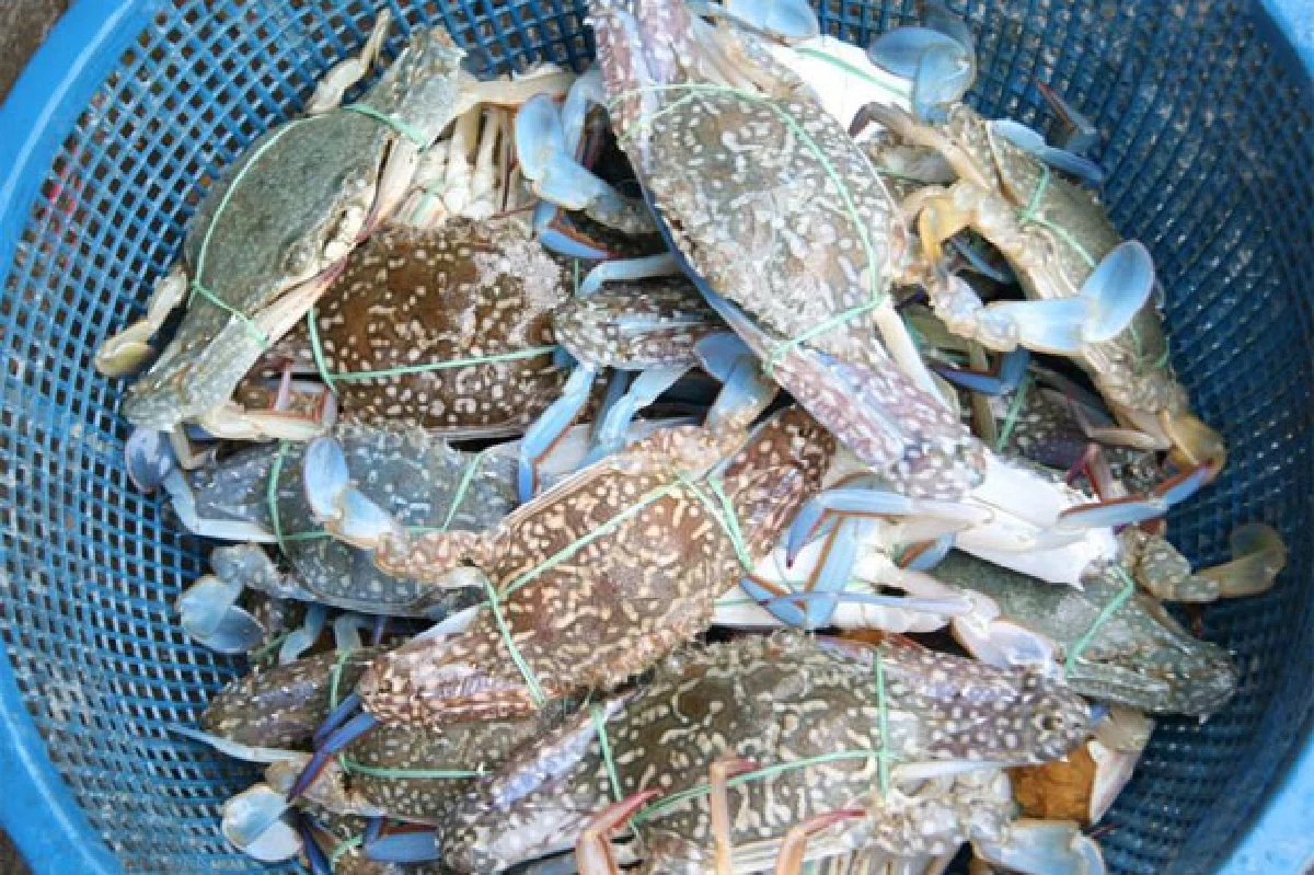 เทศกาลชิมปูชัก @ชะอำ ปูม้าสดๆ เป็นๆ ดิ้นๆ จากทะเล