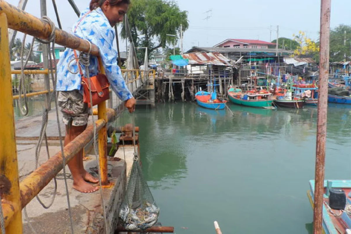 เทศกาลชิมปูชัก @ชะอำ ปูม้าสดๆ เป็นๆ ดิ้นๆ จากทะเล