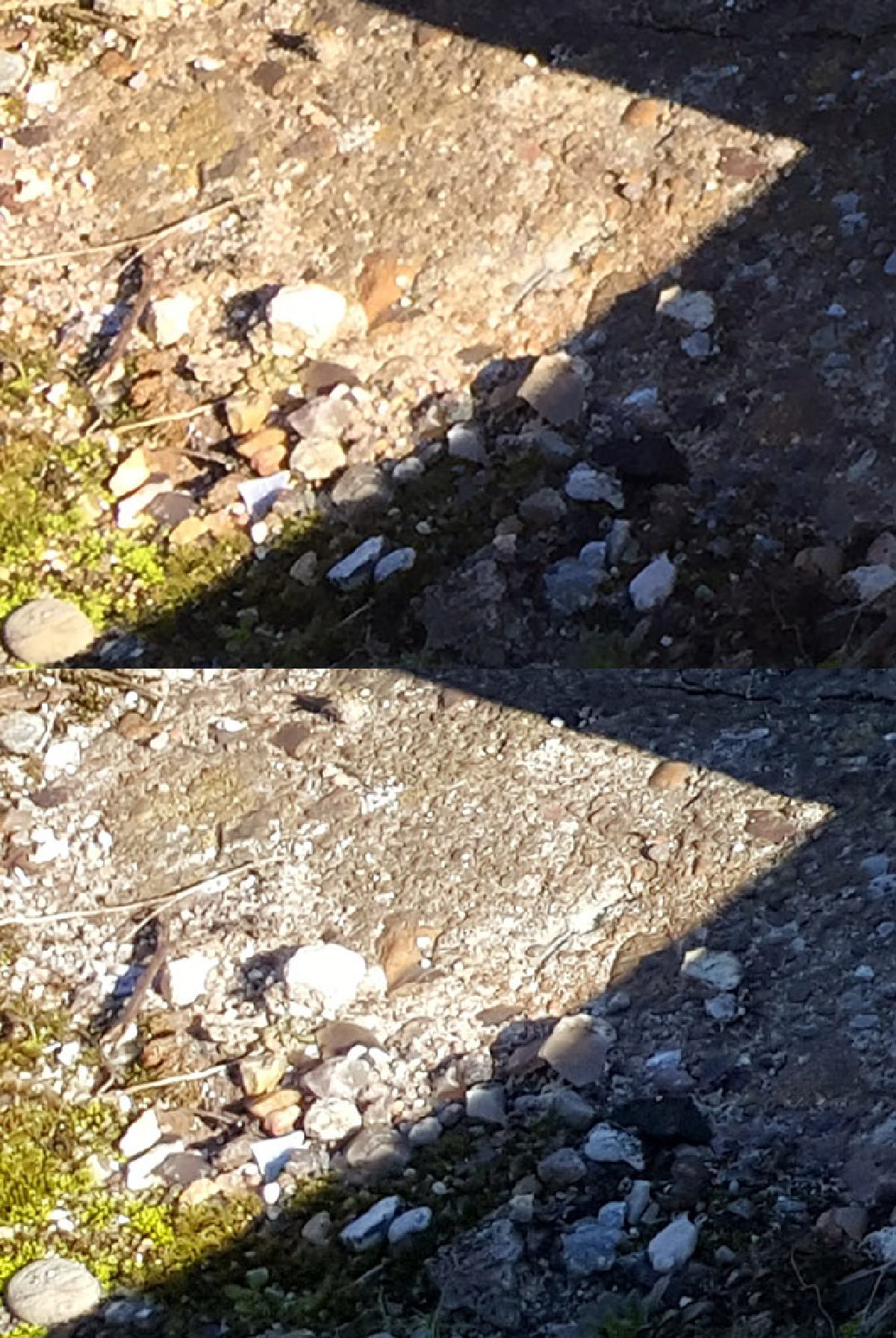 เทียบกันชัดๆ!ภาพถ่ายจาก'ไอโฟน6'และ'กาแล็คซี เอส6' (ชมภาพ)