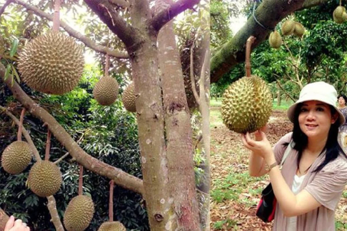 ทุเรียนศรีสะเกษ หวานมัน อร่อยจับใจ