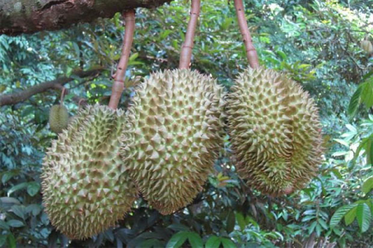 ทุเรียนศรีสะเกษ หวานมัน อร่อยจับใจ ทุเรียนศรีสะเกษ หวานมัน อร่อยจับใจ