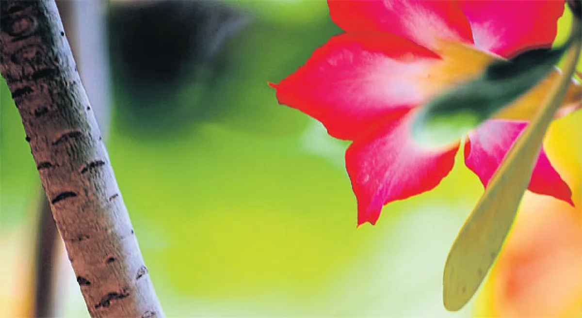 จัดสวนหน้าร้อนกันดีกว่า