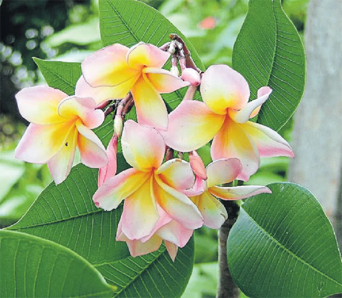 จัดสวนหน้าร้อนกันดีกว่า