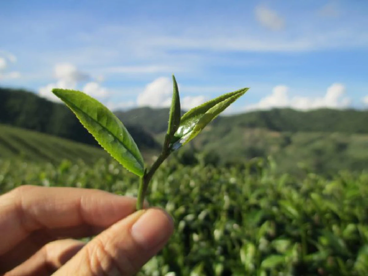 เจาะตำนานชาไทย แบรนด์ “นกยูง” อายุเกือบ100ปี