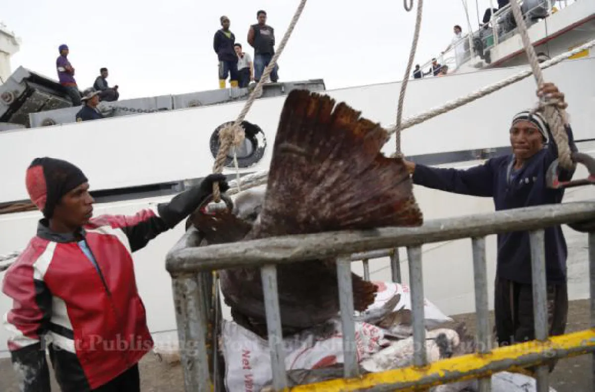 Slave-labour fish: Indonesia to Thailand to US (video, photos, map)