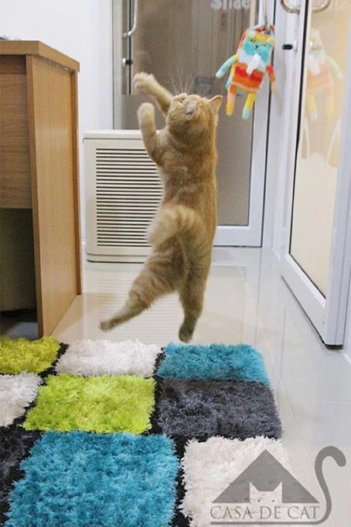 ‘Casa de Cat’ โรงแรมสำหรับแมวเหมียว