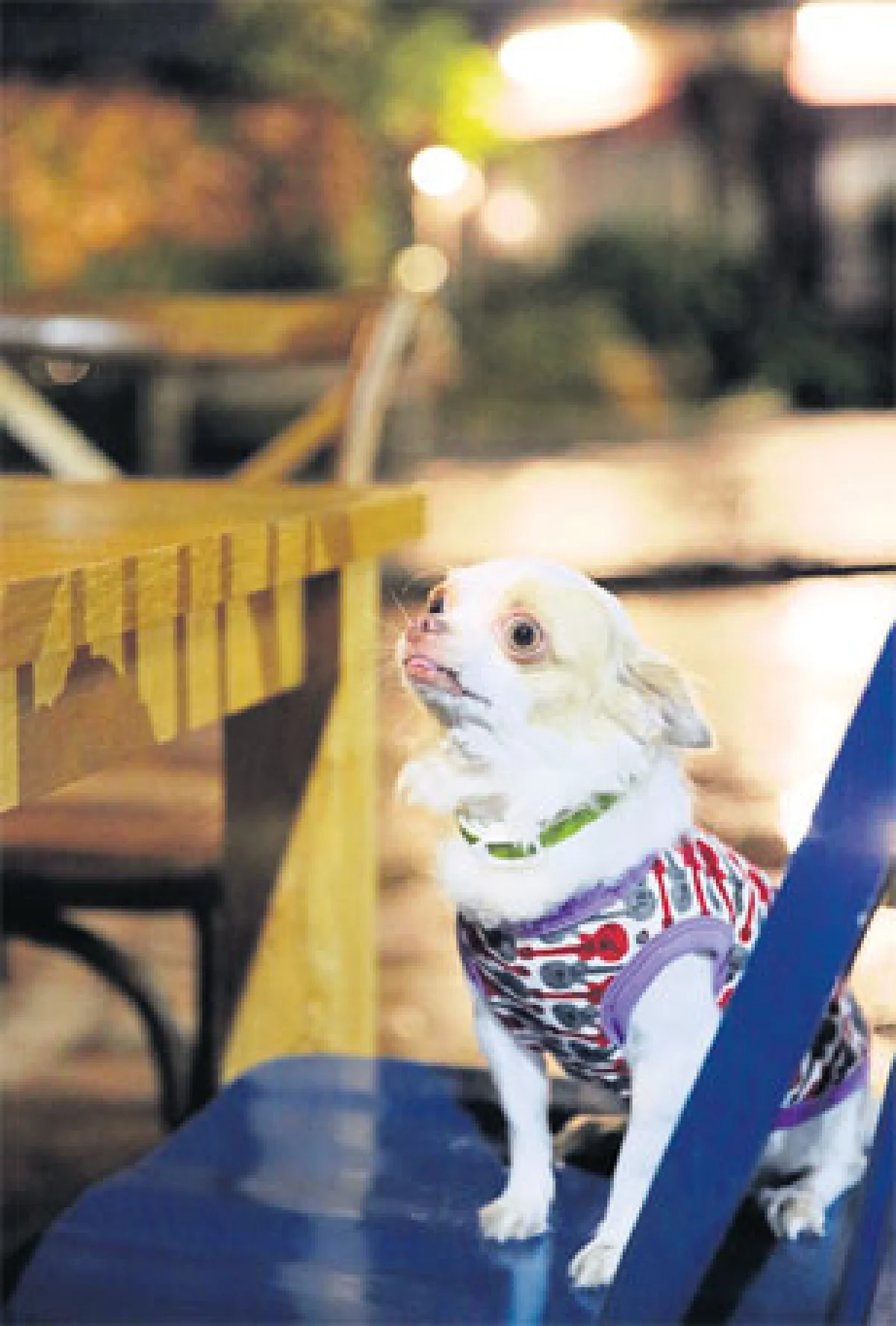 จูงหมาเที่ยวยุโรป โฉบไปเวียดนาม ตะกร้าแดง @ นวมินทร์ เฟสติวัล วอล์ค