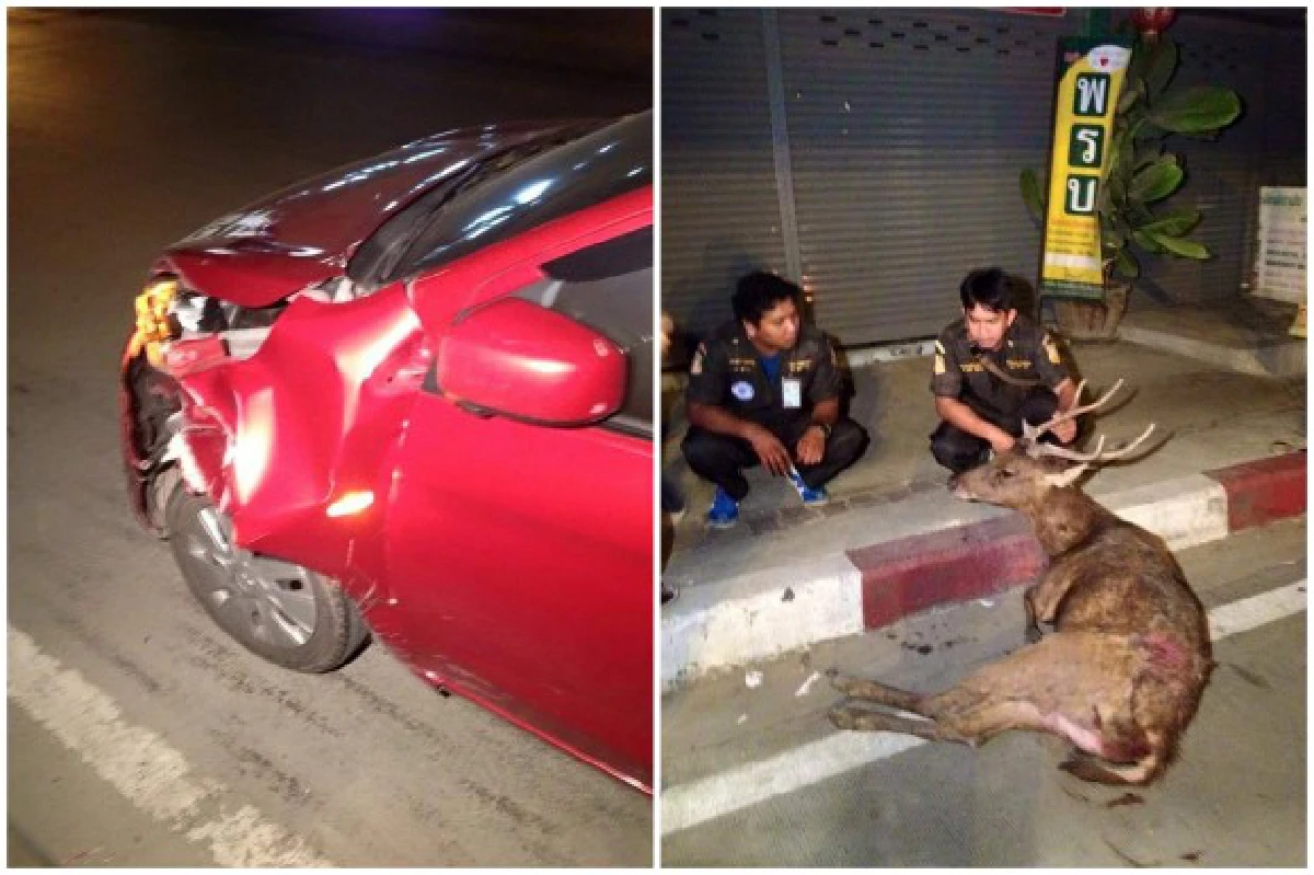 กวางหลุดจากวัดย่านกิ่งแก้วถูกรถชนเจ็บ