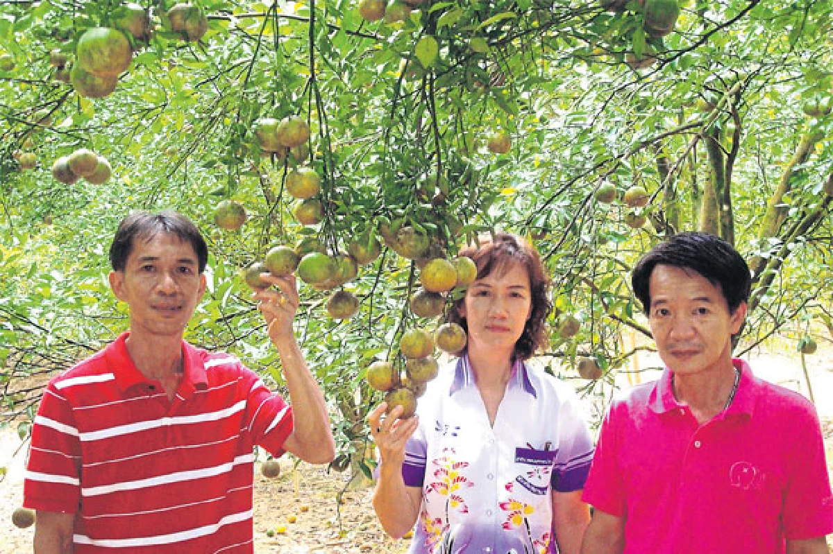 'ส้มโชกุน ไร่วังน้ำค้าง' รับประกันไร้สารพิษ 100%