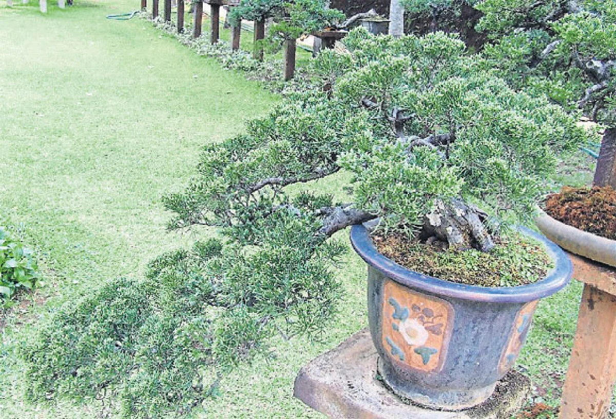 บอนไซ สวนศิลป์แห่งจินตนาการ