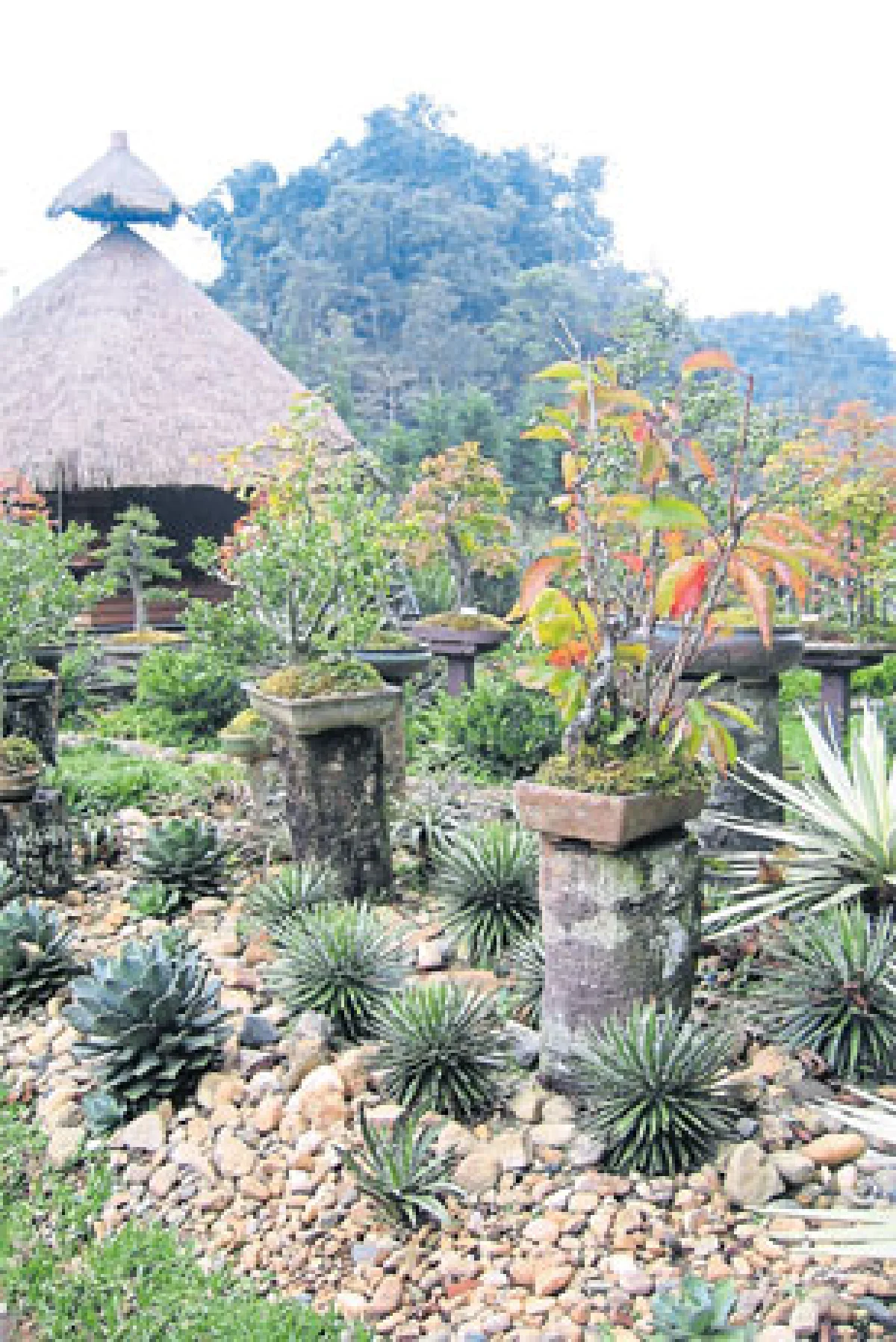 บอนไซ สวนศิลป์แห่งจินตนาการ