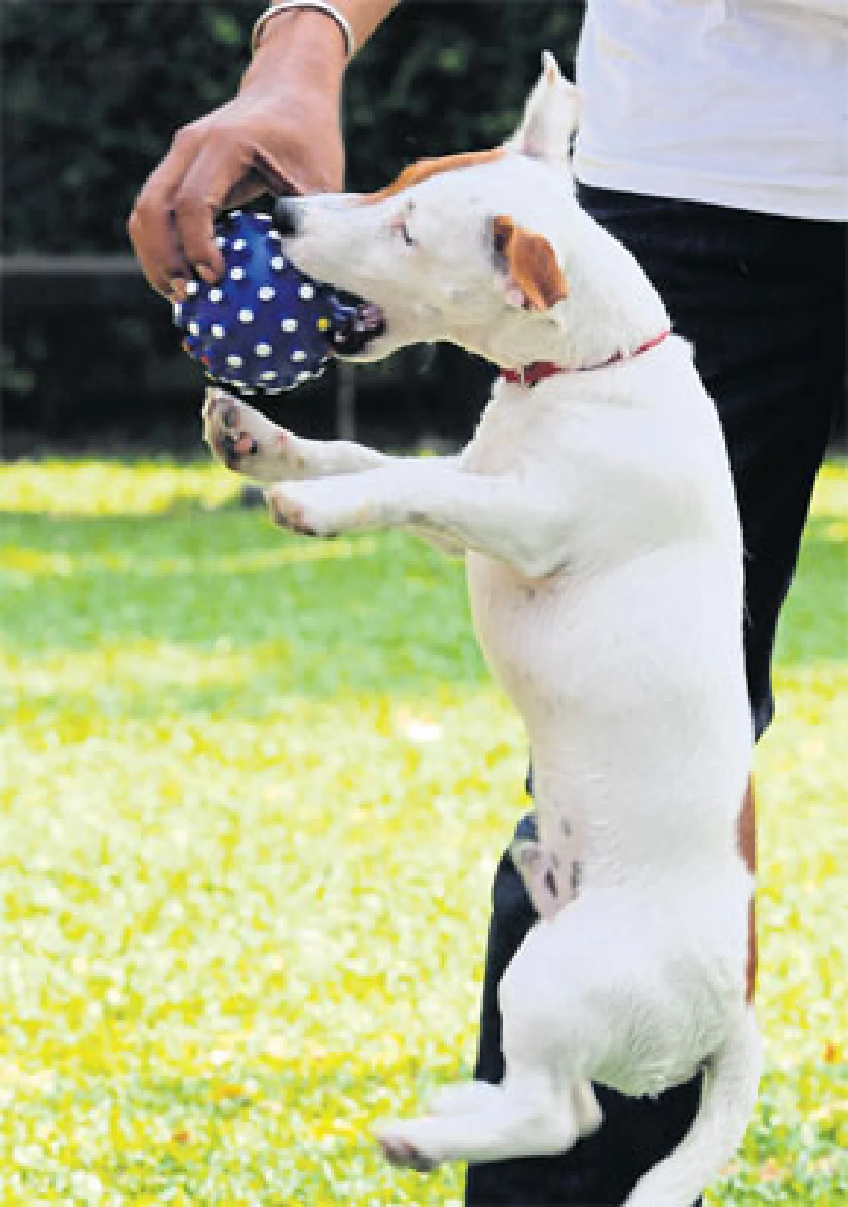 เดอะ บาร์คยาร์ด พื้นที่ความสุขแห่งใหม่ของเจ้าตูบ