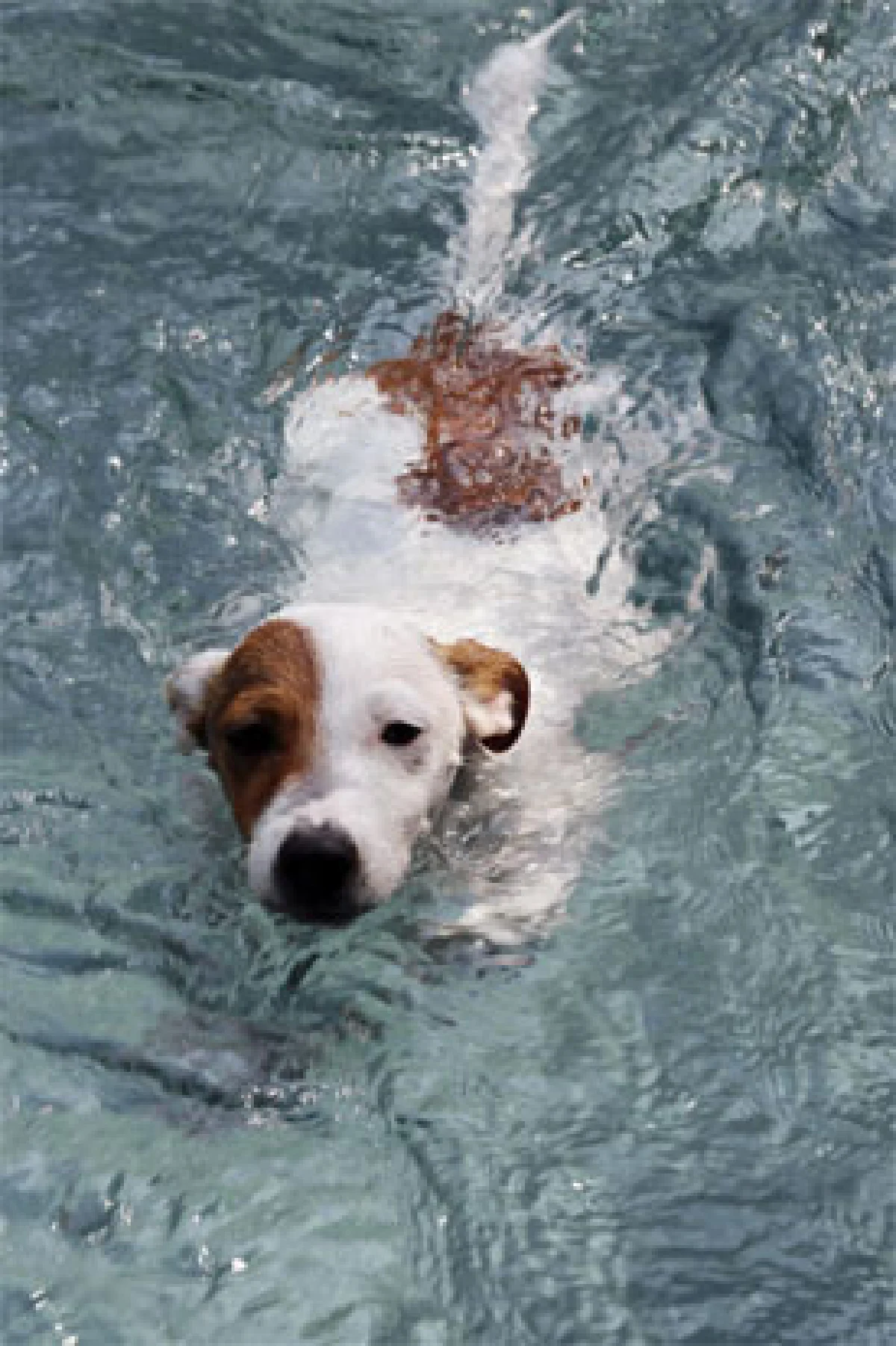 เดอะ บาร์คยาร์ด พื้นที่ความสุขแห่งใหม่ของเจ้าตูบ