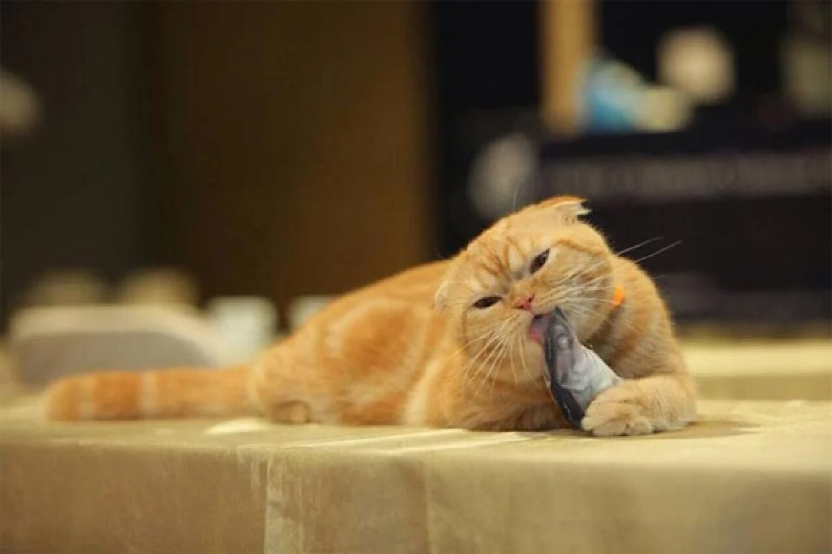 ‘แคท เลิฟเวอร์’ เทรนด์รักแมวกำลังฟีเวอร์!