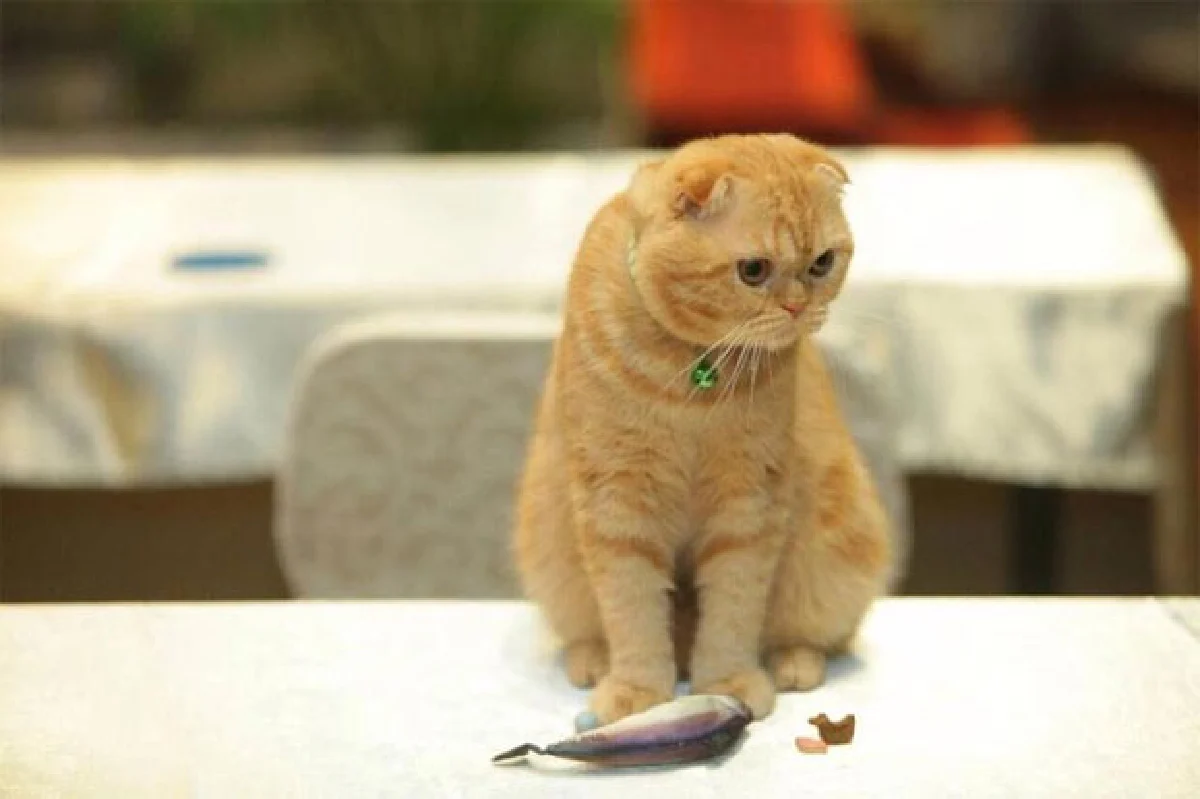 ‘แคท เลิฟเวอร์’ เทรนด์รักแมวกำลังฟีเวอร์!