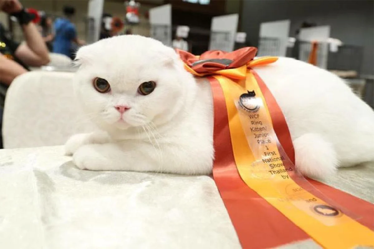 ‘แคท เลิฟเวอร์’ เทรนด์รักแมวกำลังฟีเวอร์!