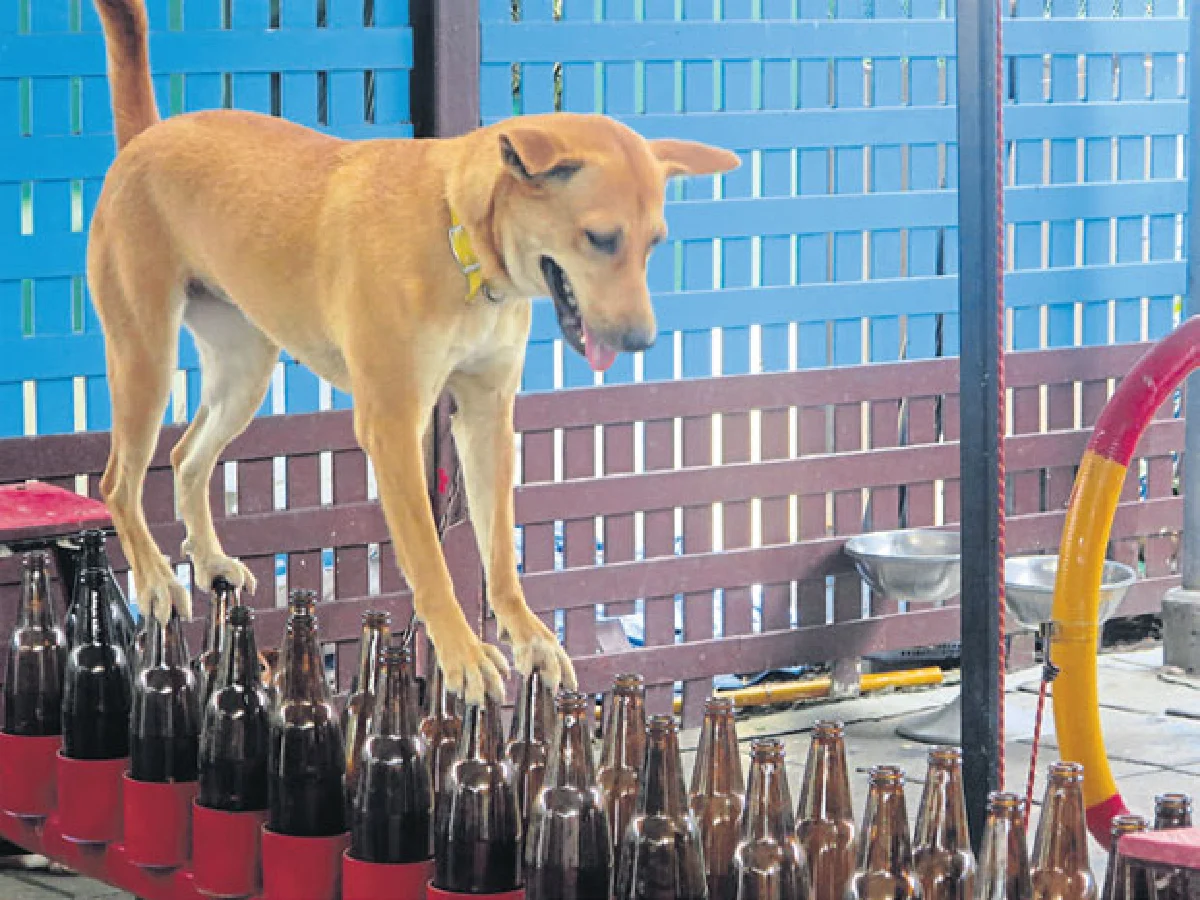 ฝึกสุนัขให้ฉลาดแสนรู้ ต้อง Doggie Doo