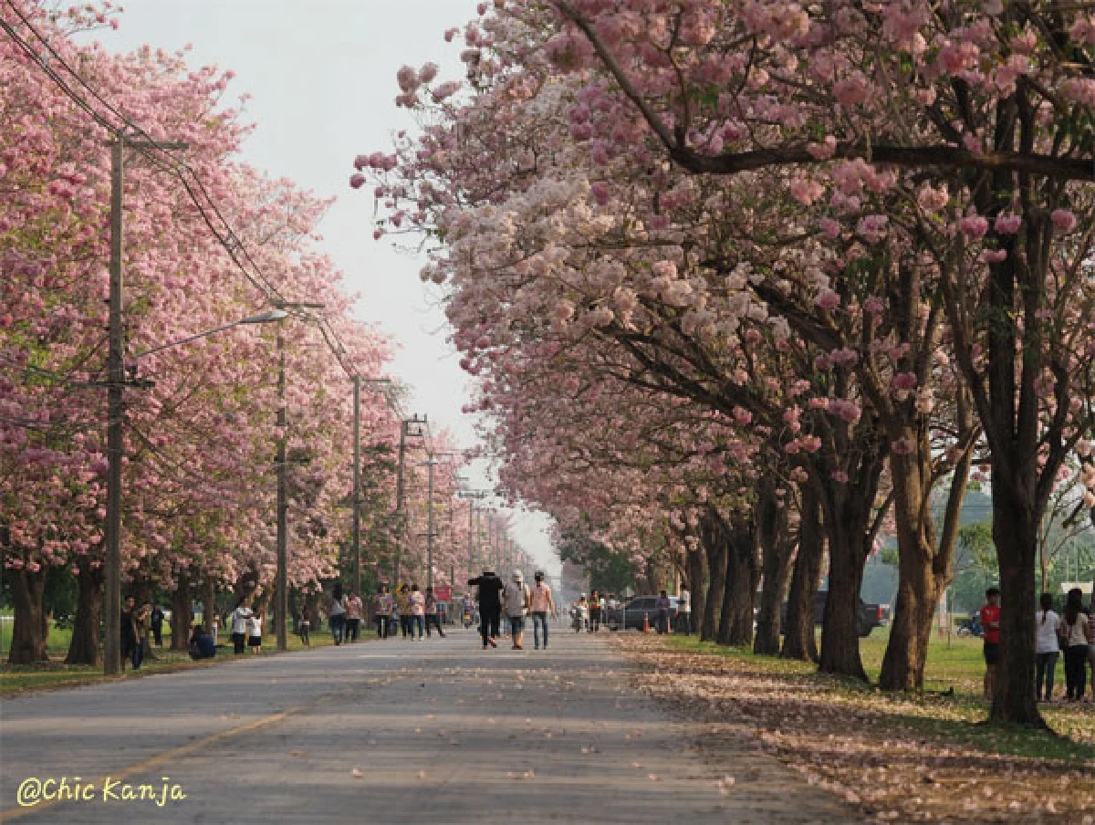 ซากุระ เมืองไทยใกล้ ๆ กรุงเทพฯ
