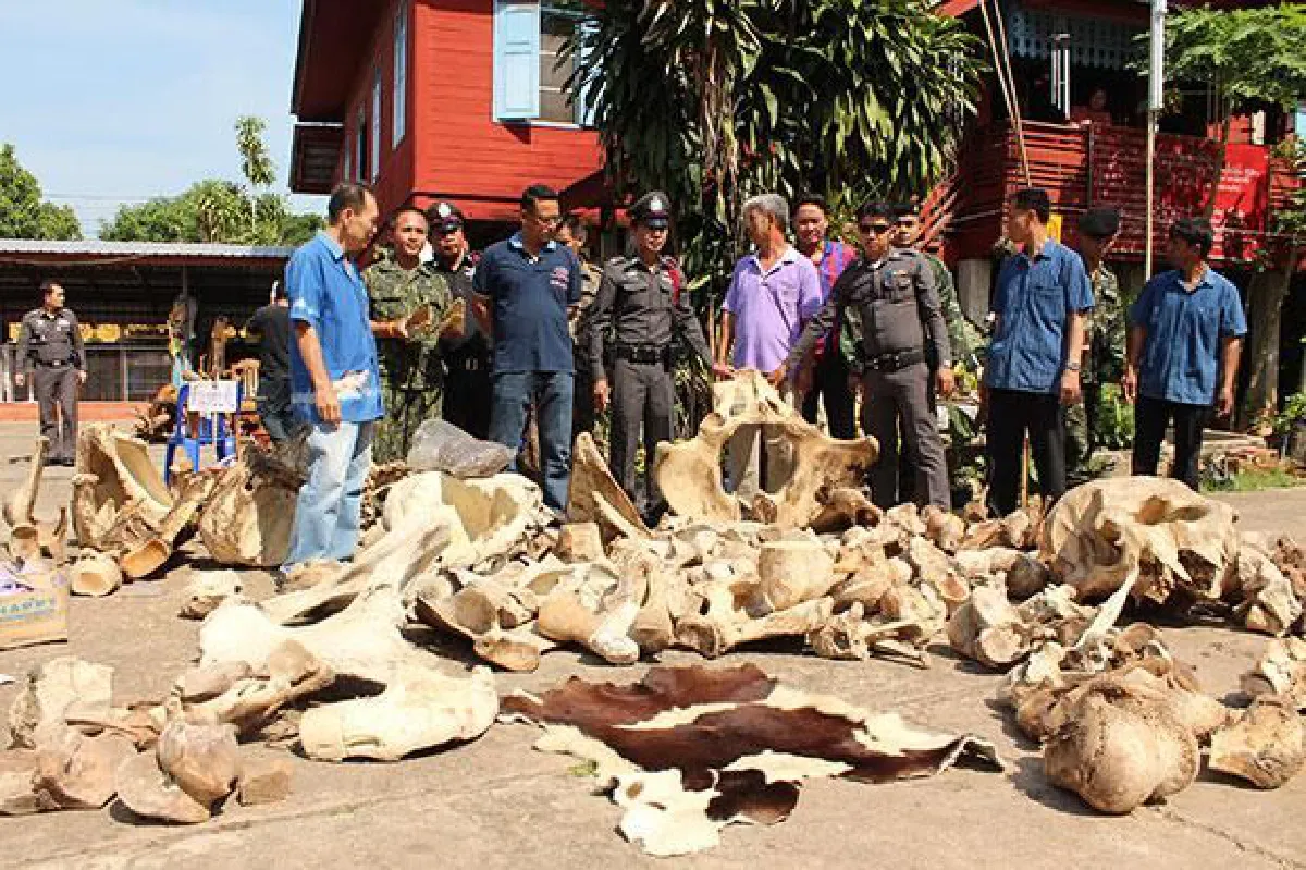 Bones for black magic rites found at Phrae temple