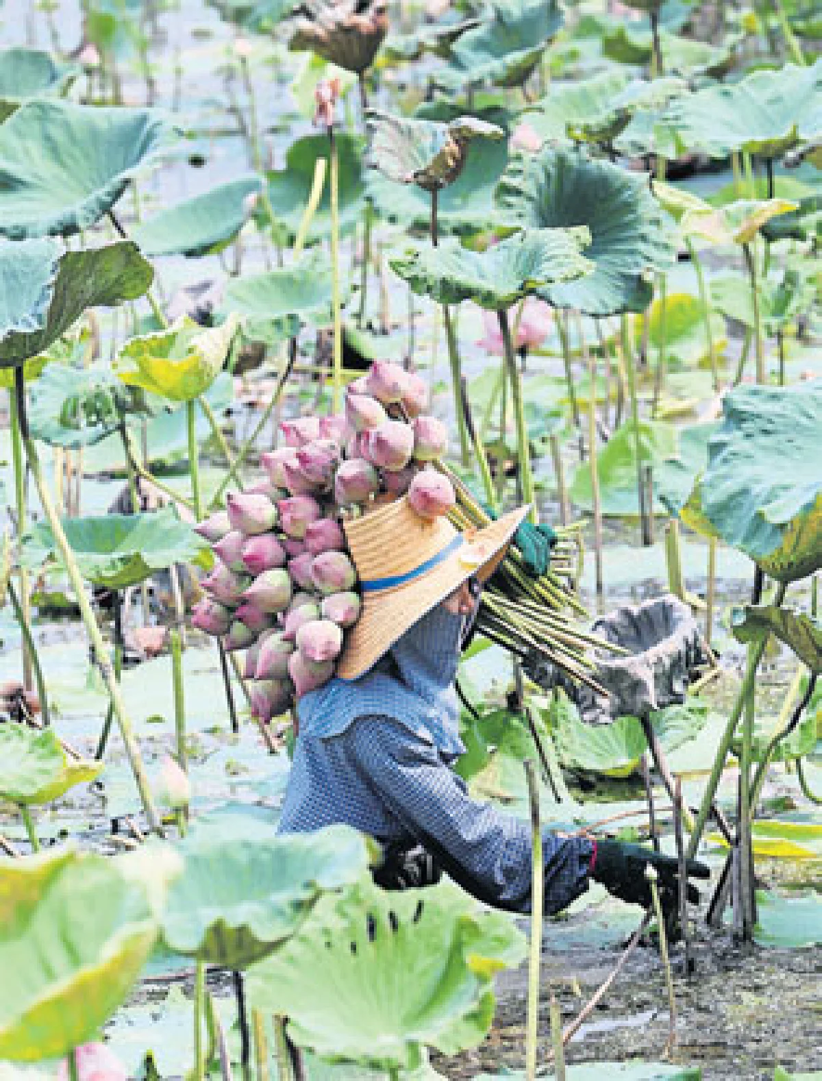 เส้นทางดอกไม้ 2 ฤดู คูนกำลังไป บัวกำลังมา