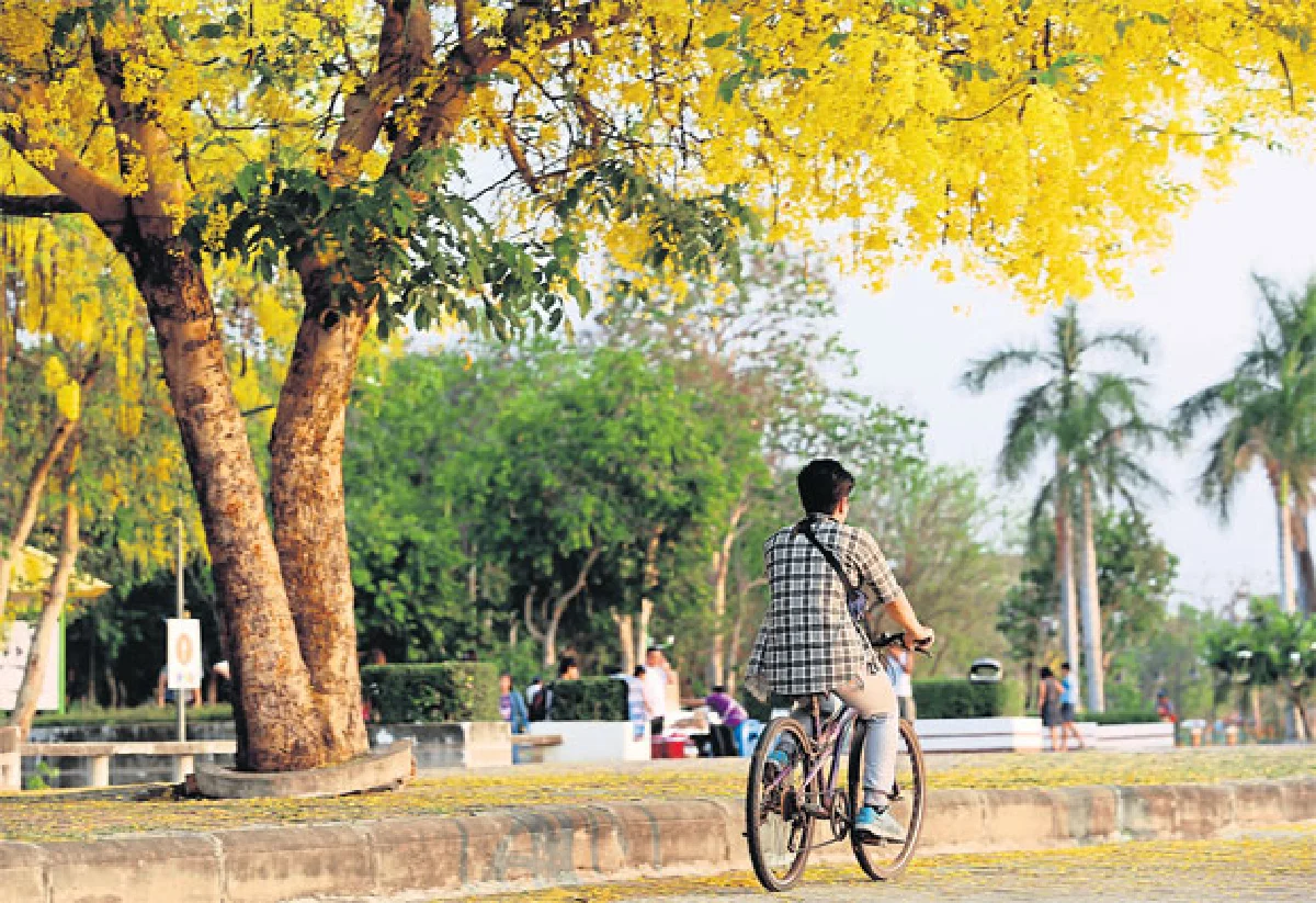 เส้นทางดอกไม้ 2 ฤดู คูนกำลังไป บัวกำลังมา