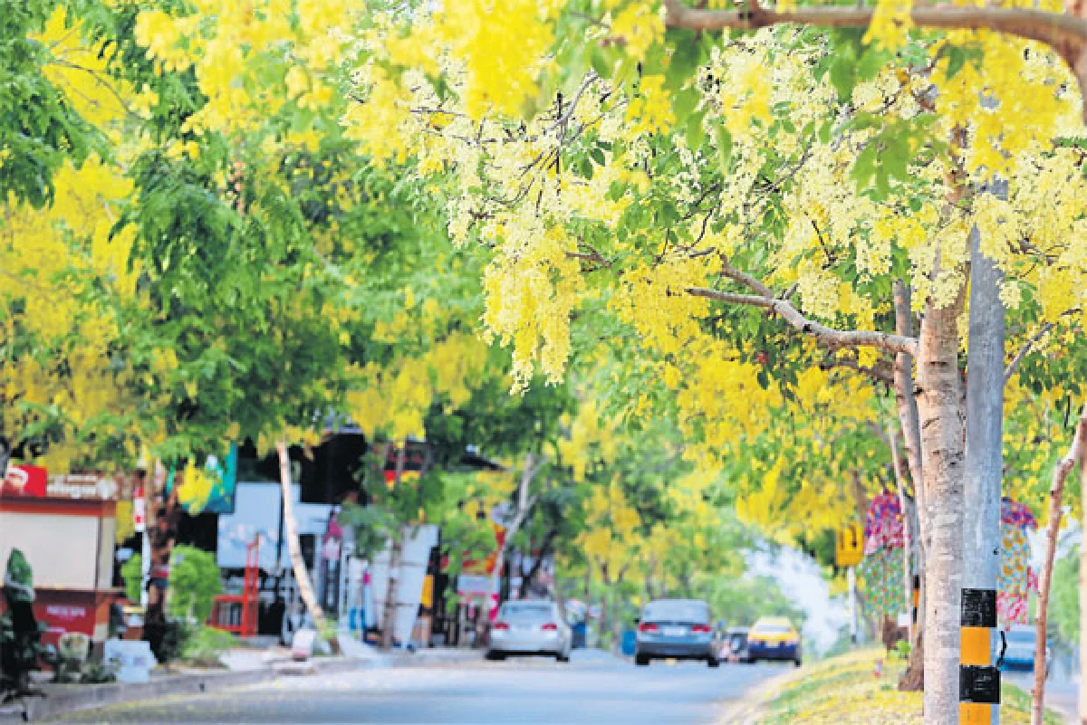 เส้นทางดอกไม้ 2 ฤดู คูนกำลังไป บัวกำลังมา