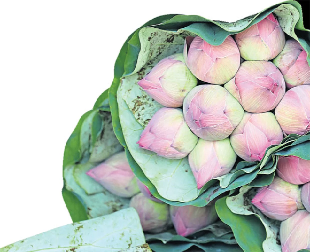 เส้นทางดอกไม้ 2 ฤดู คูนกำลังไป บัวกำลังมา