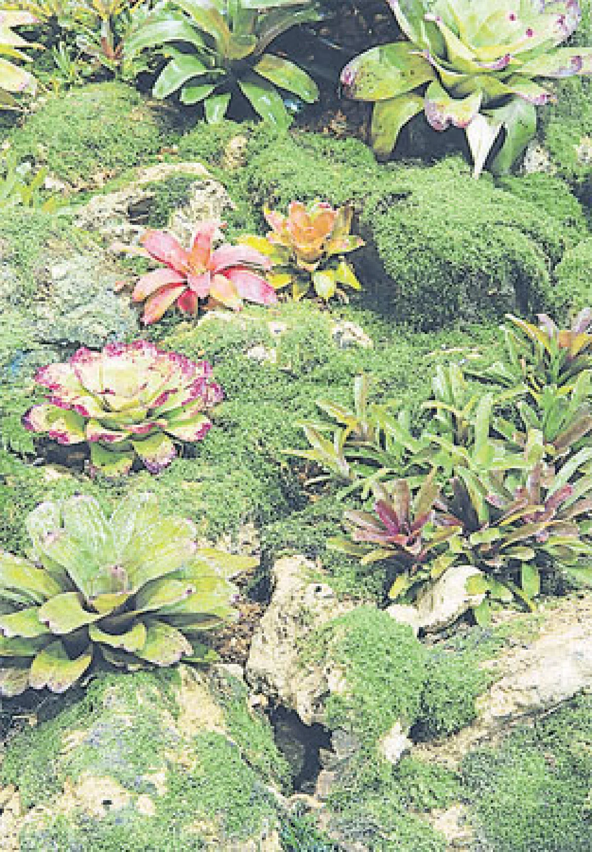 จัดสวนแบบองค์รวม