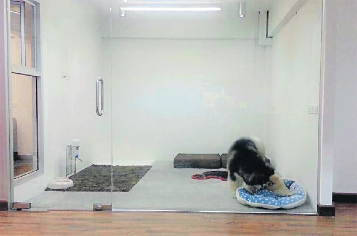 ชีวิตหรูหรา น้องหมา-น้องแมว