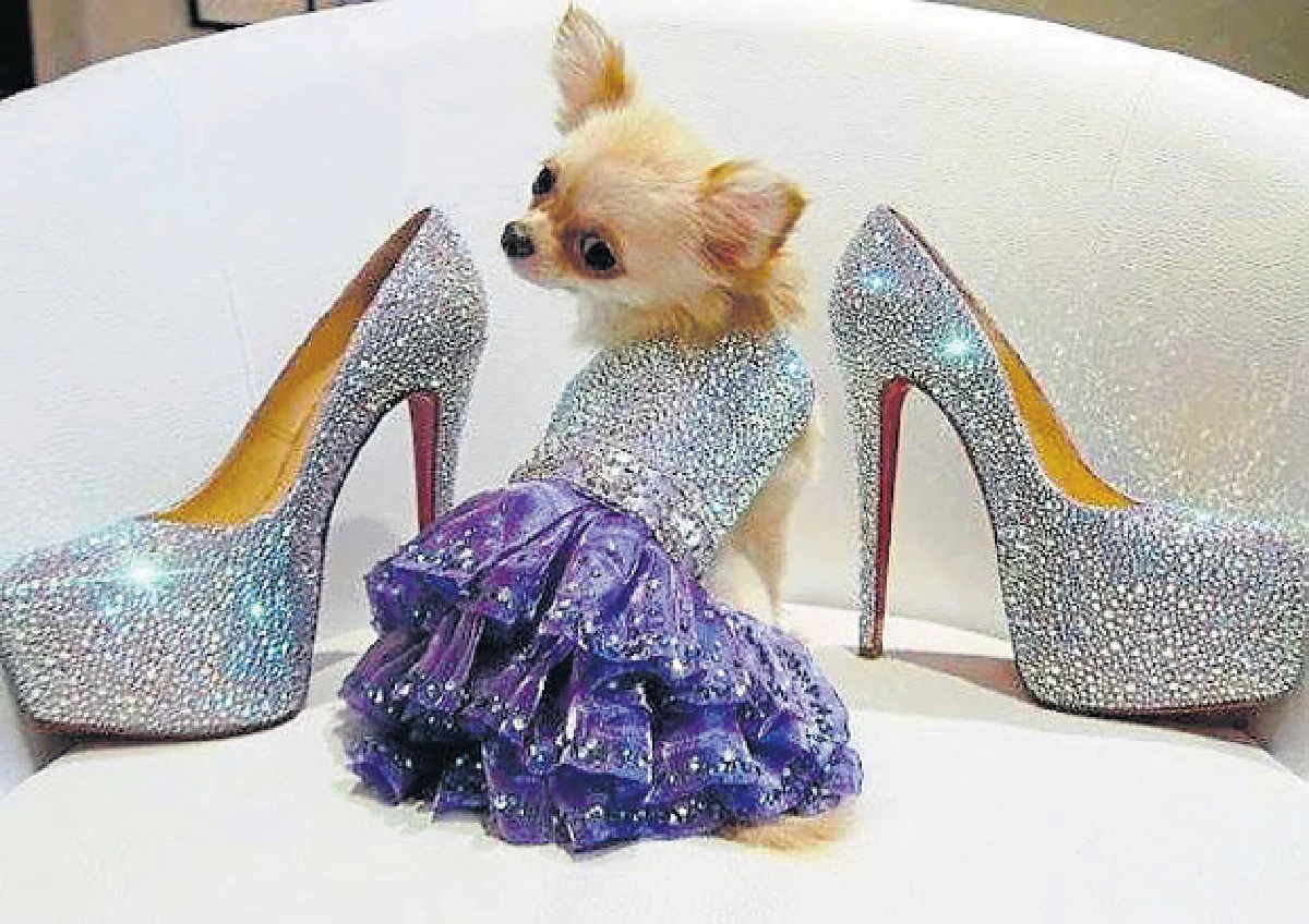 ชีวิตหรูหรา น้องหมา-น้องแมว