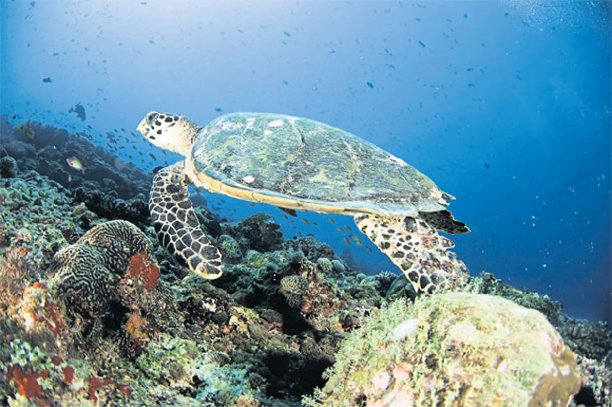 ดำน้ำดูฉลามที่ มัลดีฟส์