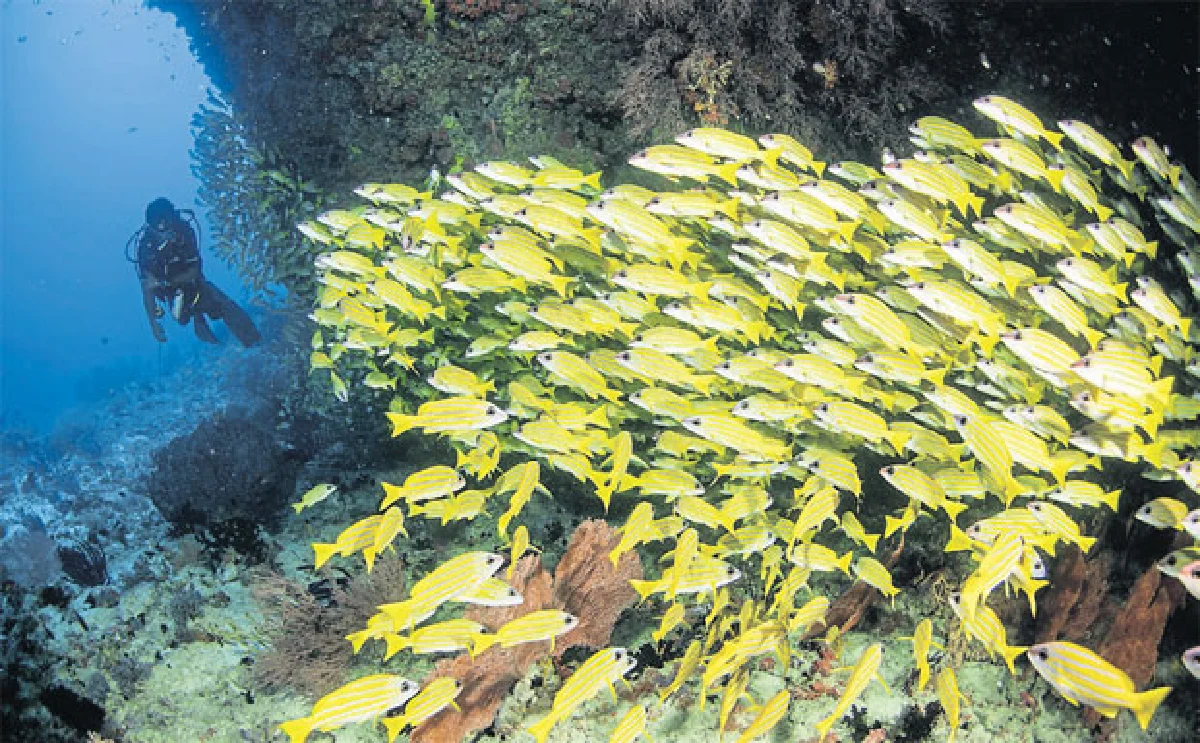 ดำน้ำดูฉลามที่ มัลดีฟส์