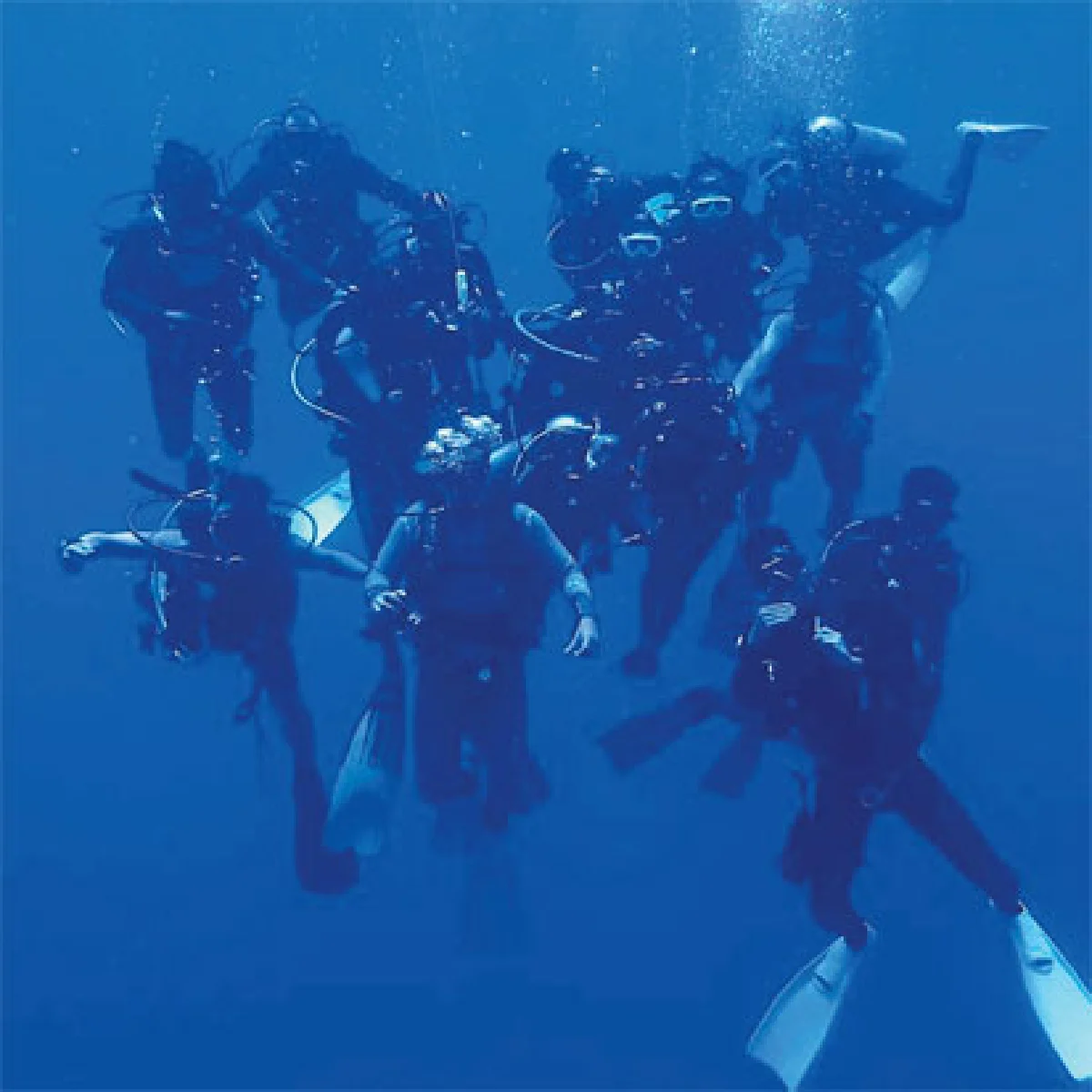 ดำน้ำดูฉลามที่ มัลดีฟส์