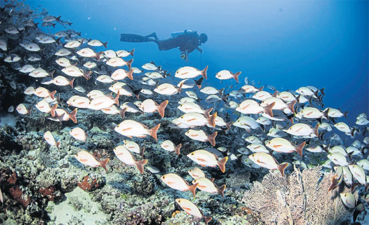 ดำน้ำดูฉลามที่ มัลดีฟส์