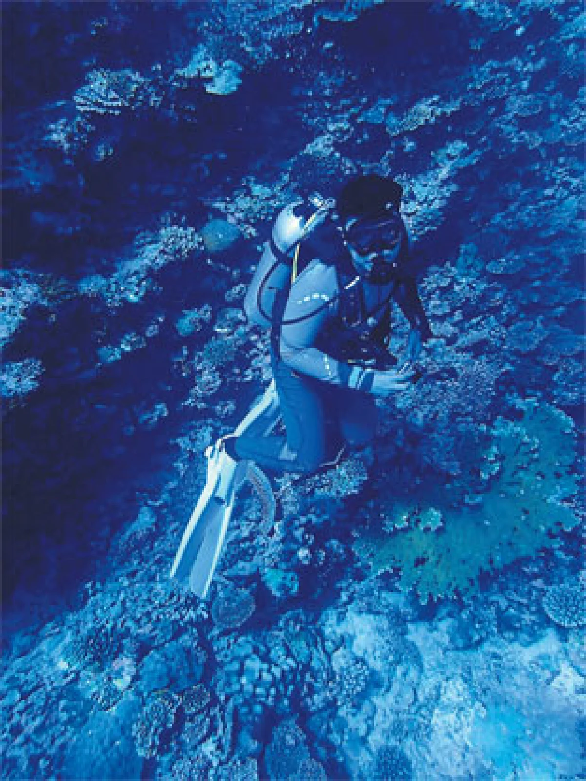 ดำน้ำดูฉลามที่ มัลดีฟส์