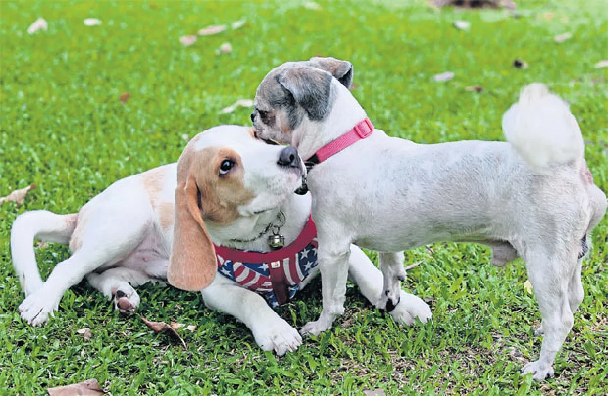 สวนป่าวิภาวดีรังสิต พาหมาไปฟิตแอนด์เฟิร์ม