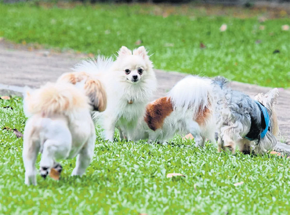 สวนป่าวิภาวดีรังสิต พาหมาไปฟิตแอนด์เฟิร์ม