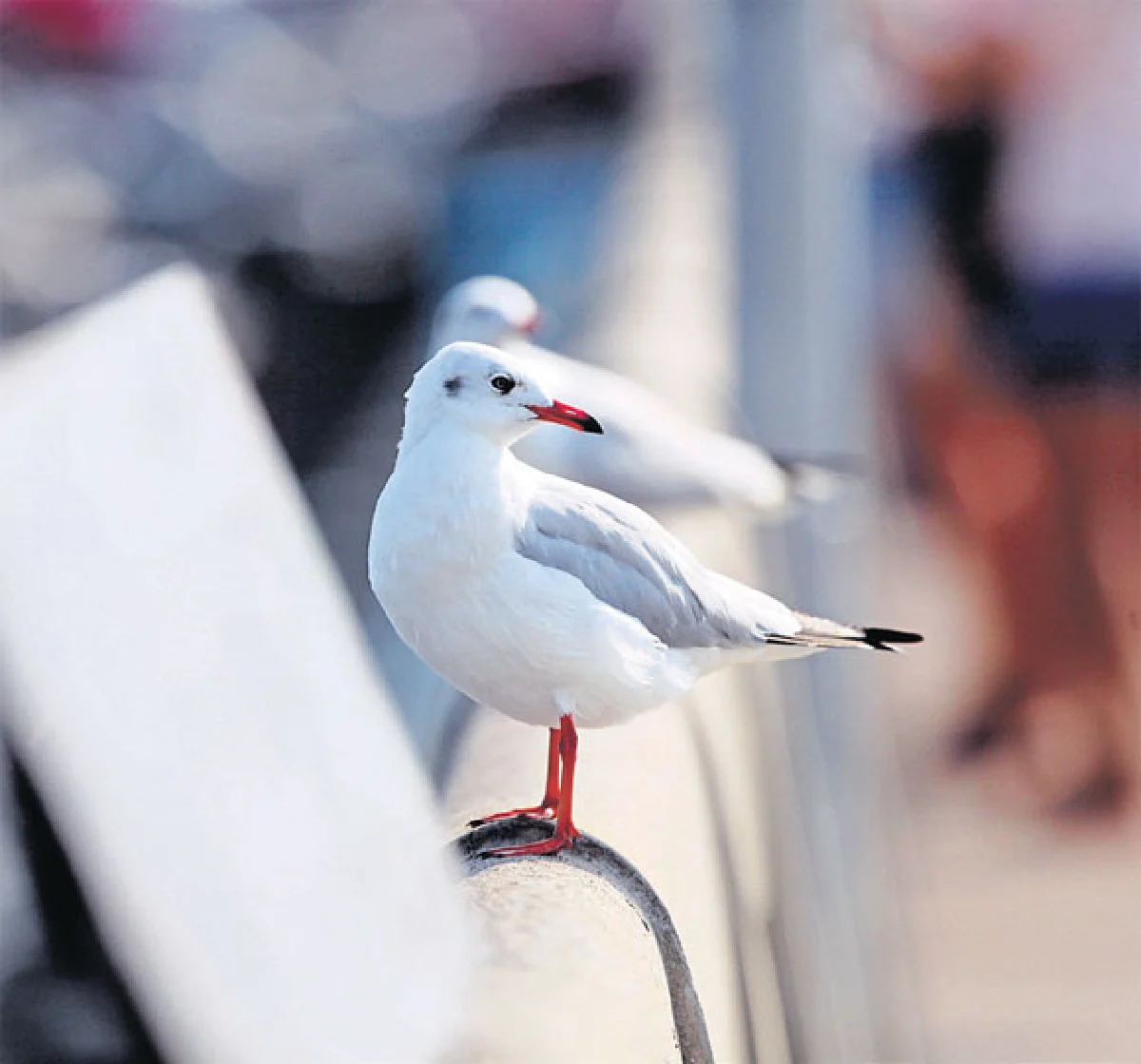 การเดินทางของนกนางนวล