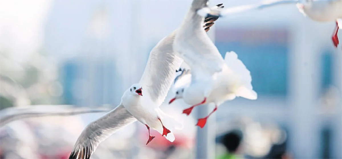 การเดินทางของนกนางนวล