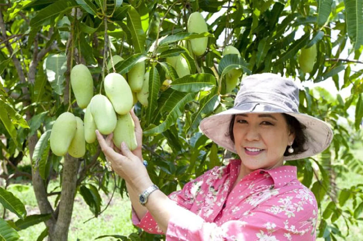 จากสวนสู่จาน หอมหวานแบบมะม่วง (ฟิวชั่น)